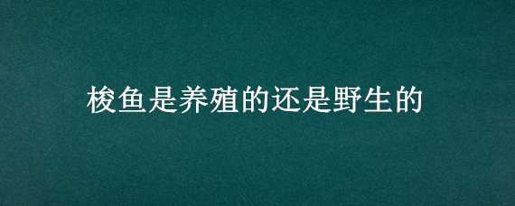 梭鱼是养殖的还是野生的（梭鱼是养殖的还是野生的鱼）