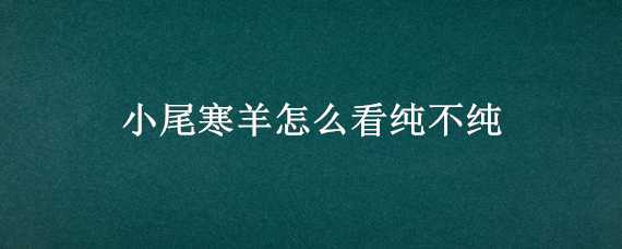 小尾寒羊怎么看纯不纯（怎样看小尾寒羊纯不纯）