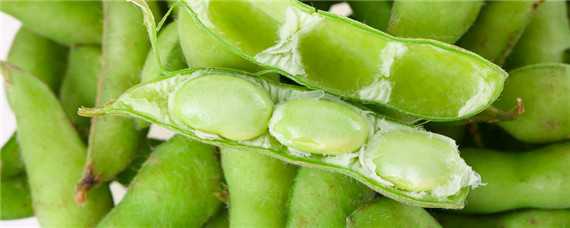 早熟毛豆有哪几种品种(早熟毛豆有哪几种品种的)