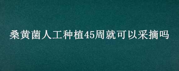 桑黄菌人工种植45周就可以采摘吗 桑黄菌可以人工栽培吗