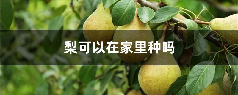 梨可以在家里种吗
