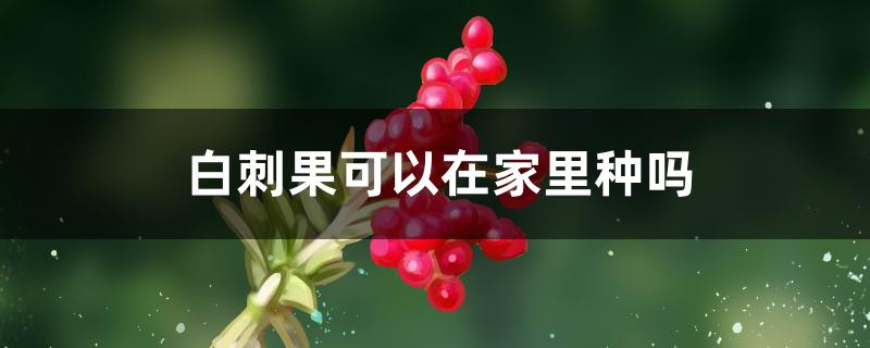 白刺果可以在家里种吗