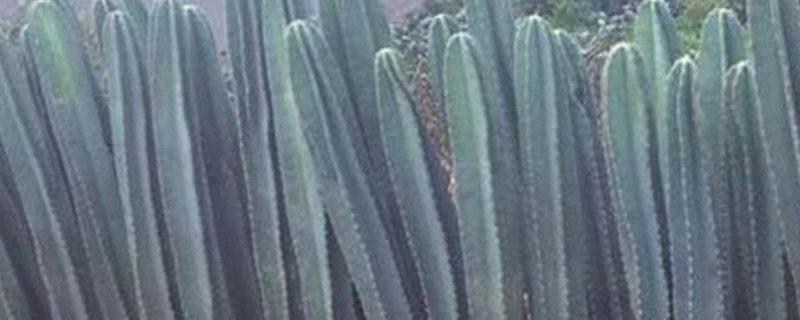 量天尺如何快速繁殖