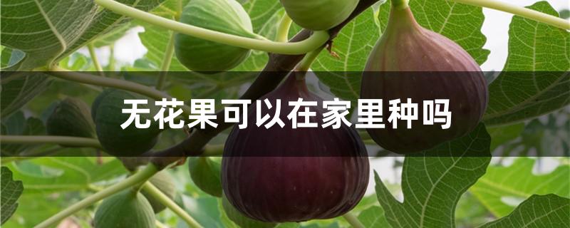 无花果可以在家里种吗