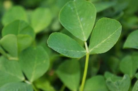 苜蓿的花语和寓意