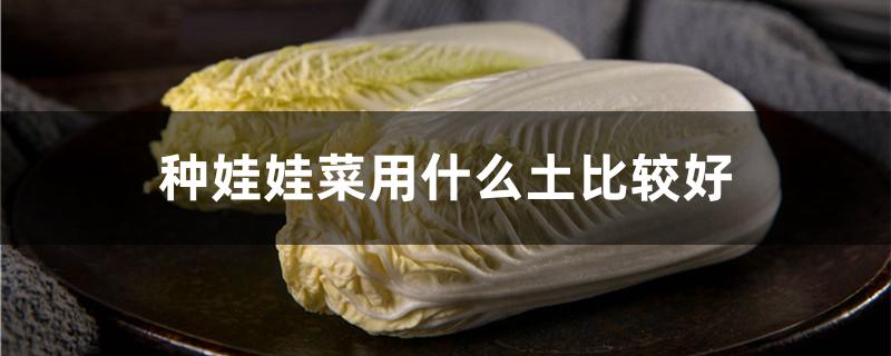 种娃娃菜用什么土比较好