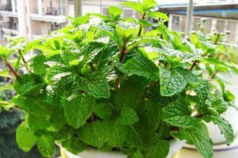 多菌灵喷叶子注意事项