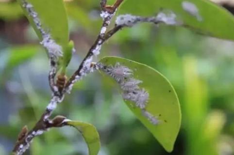 花上长满粘粘的白虫子用啥药