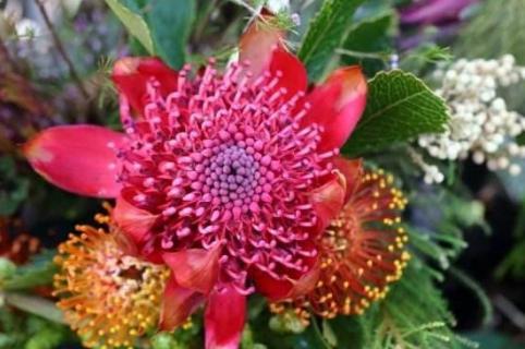 帝王花如何水养