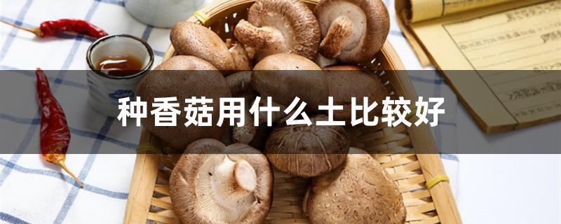 种香菇用什么土比较好