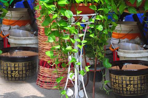 绿箩每次应该浇水多少