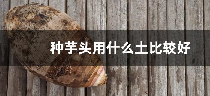 种芋头用什么土比较好