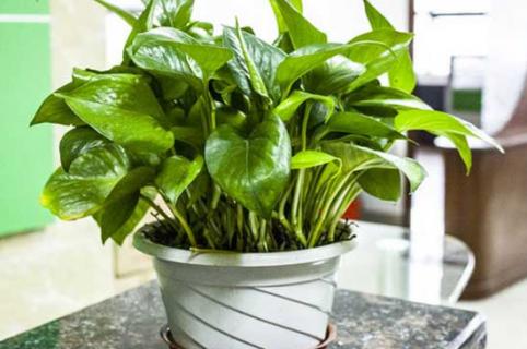 绿箩每次应该浇水多少