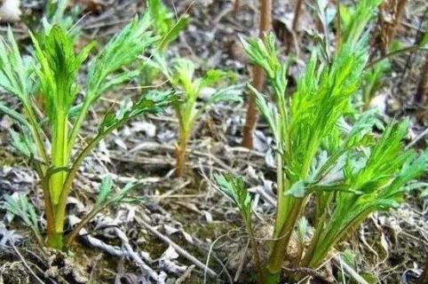 茼蒿种植技术和种植时间