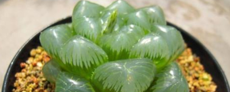 姬玉露夏天休眠吗