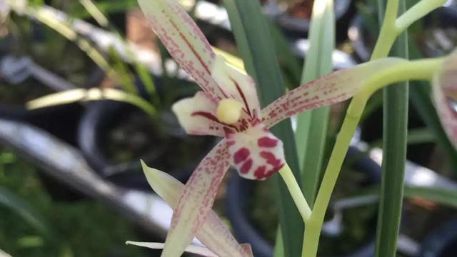 建兰十大勤花品种 建兰开花勤的品种