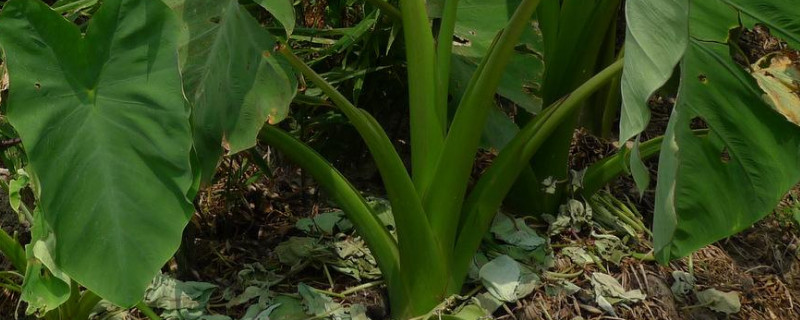芋头种植埋多深