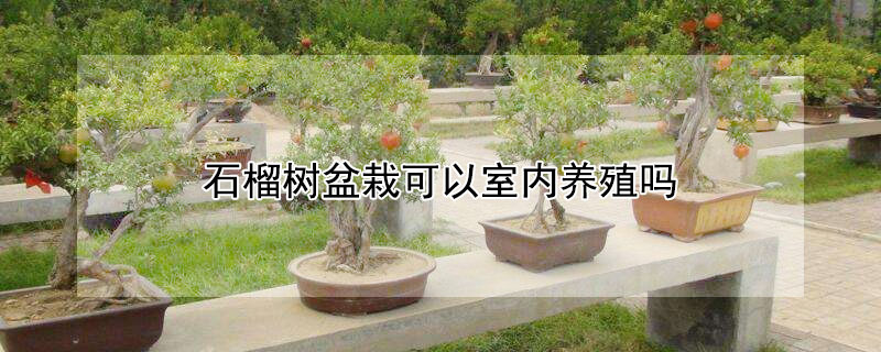 石榴树盆栽可以室内养殖吗