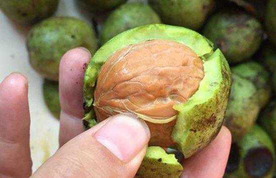 野核桃皮的功效与作用及禁忌有哪些