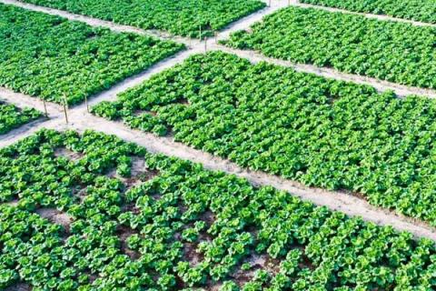 白菜种植技术与管理