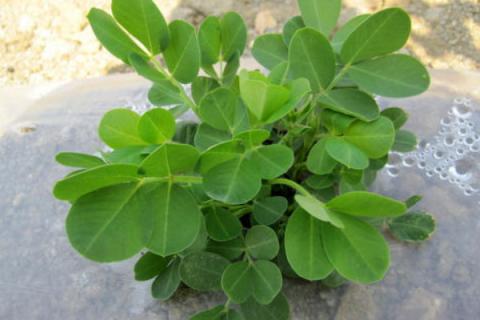 盆栽花生的种植方法和时间