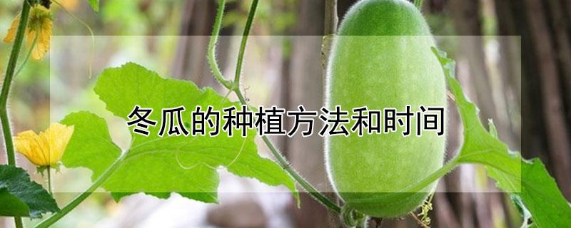 冬瓜的种植方法和时间