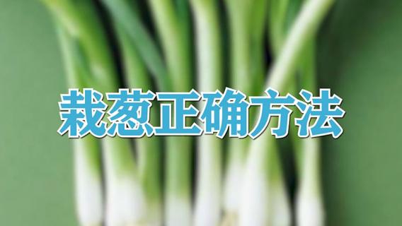 栽葱正确方法
