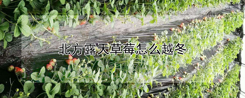 北方露天草莓怎么越冬