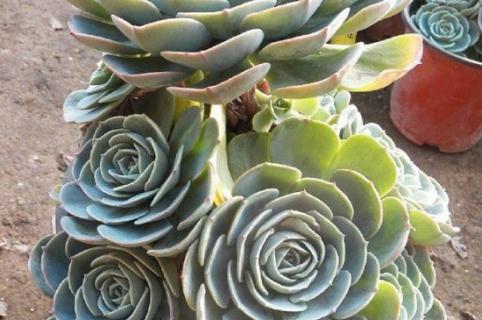 玉蝶怎么养容易爆盆