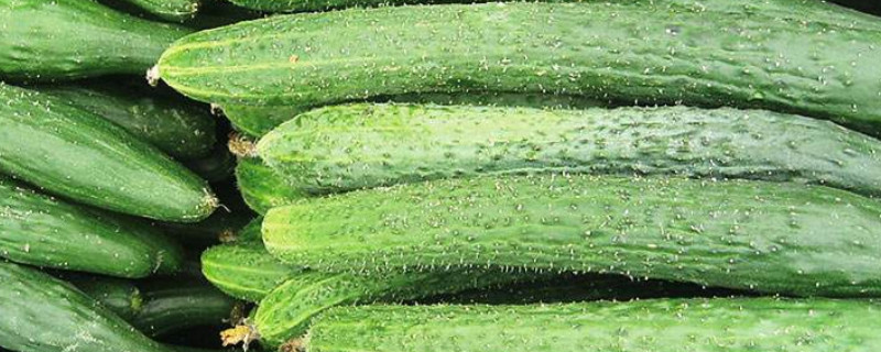 旱黄瓜种植技术