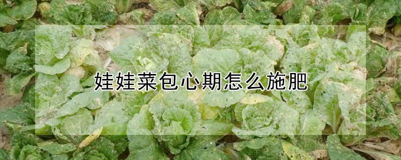 娃娃菜包心期怎么施肥