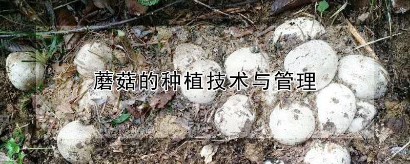 蘑菇的种植技术与管理
