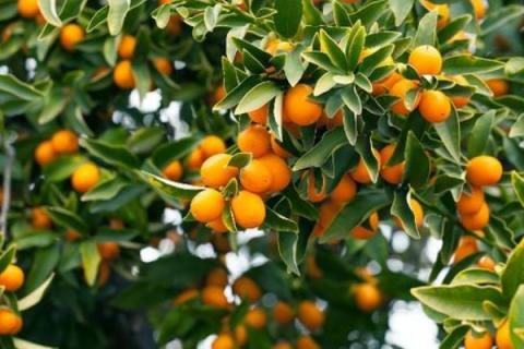 果树修枝剪方法