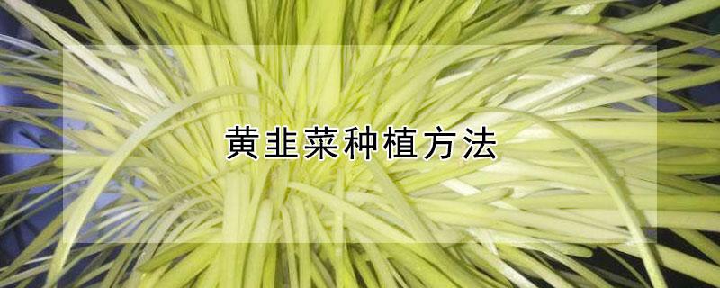 黄韭菜种植方法