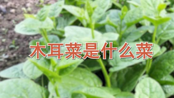 木耳菜叫什么菜