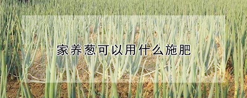 家养葱可以用什么施肥