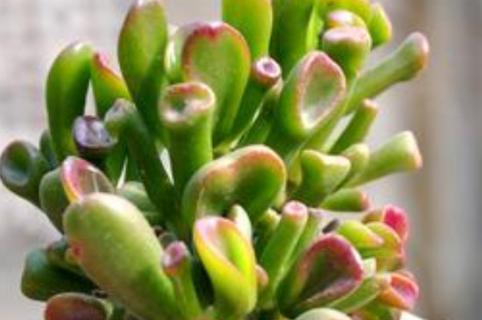 筒叶花月叶子干瘪怎么办