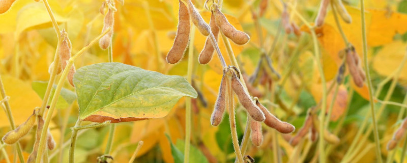 黄豆最晚什么时候种