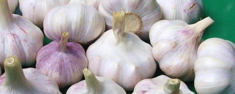 大蒜怎么种植方法（室内大蒜怎么种植方法）