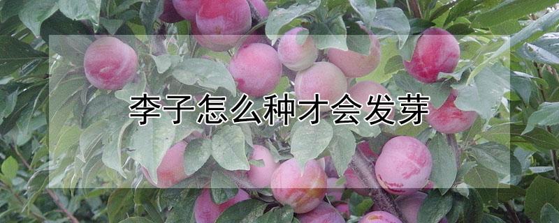 李子怎么种才会发芽