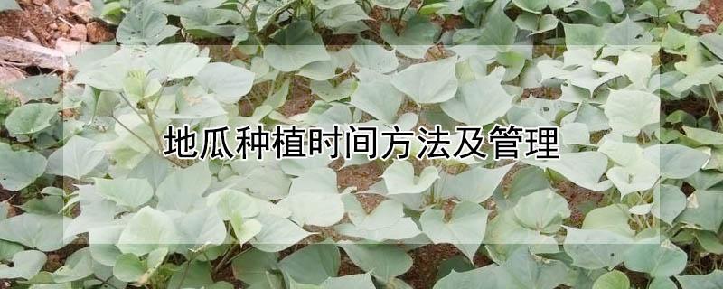 地瓜种植时间方法及管理