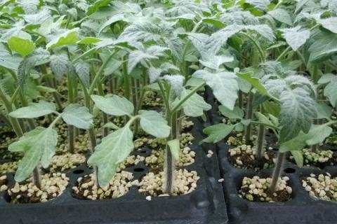 番茄苗只长高不长粗怎么办