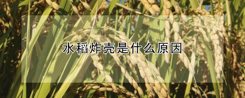 水稻炸壳是什么原因