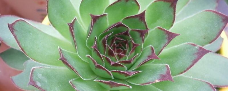 宝石花怎么修剪