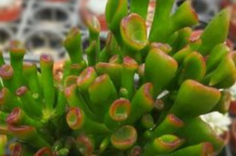 筒叶花月叶子干瘪怎么办