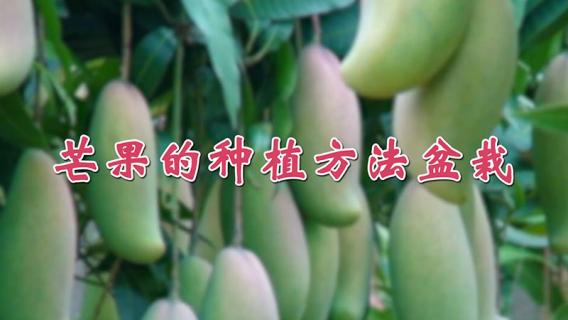 芒果的种植方法盆栽
