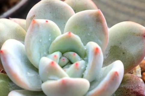 玉蝶冬天怎么养