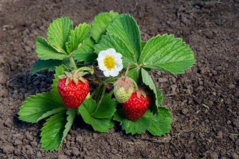 草莓什么时候种