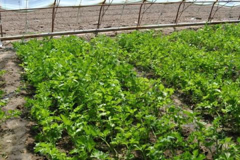 芹菜怎么种植方法