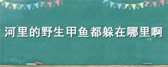 河里的野生甲鱼都躲在哪里啊 河里的野生甲鱼都躲在哪里啊图片